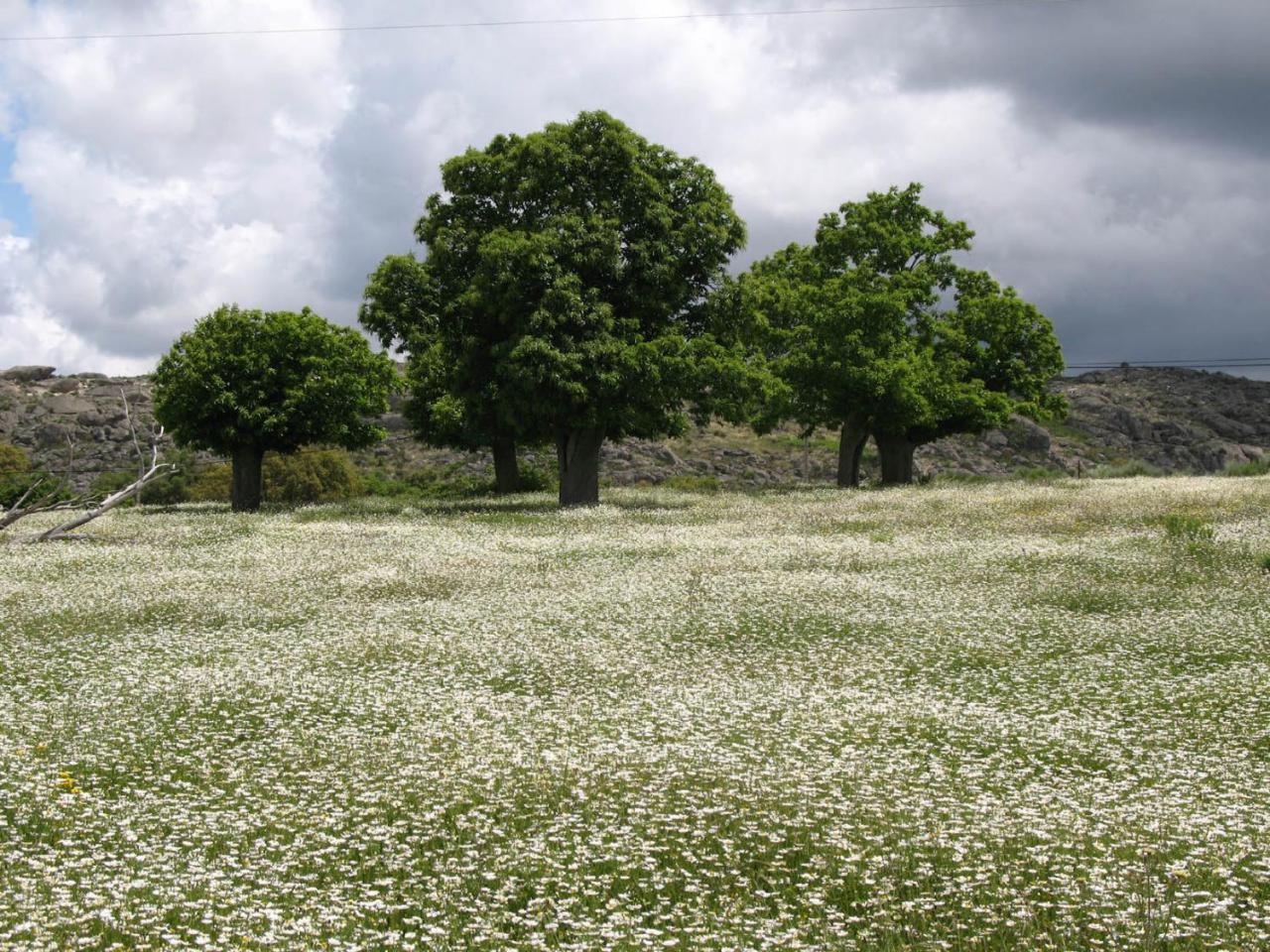 הוילה Valencia de Alcántara Quinta De Luna מראה חיצוני תמונה